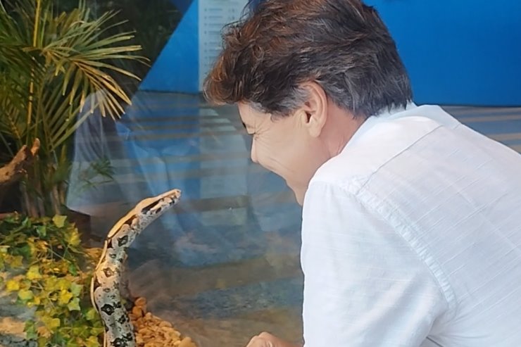 A jiboia Rachel interagindo com o deputado estadual Paulo Duarte.