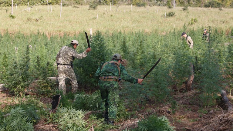Plantações destruídas.