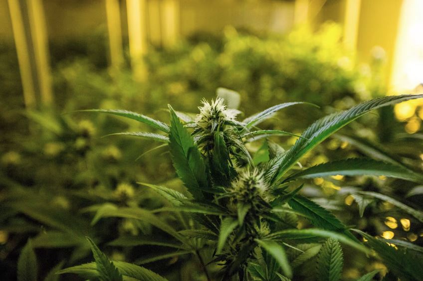 Secretário defende comércio de maconha no Brasil