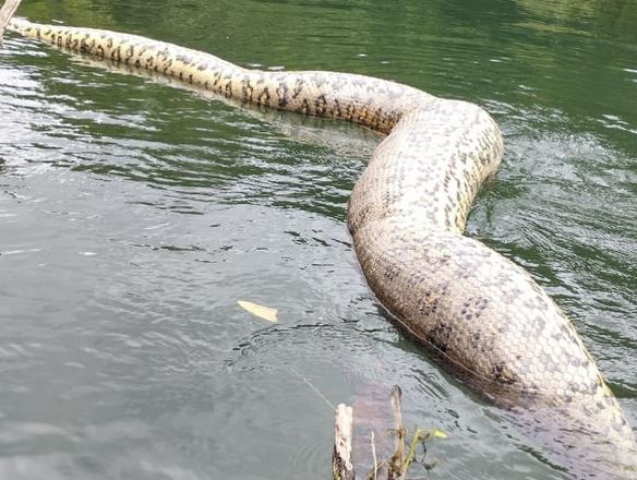 Sucuri de sete metros foi encontrada morta no Rio Formoso