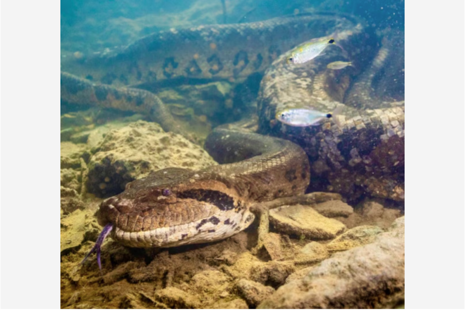 Cobra com cerca de sete metros de comprimento foi encontrada morta às margens de rio em Bonito