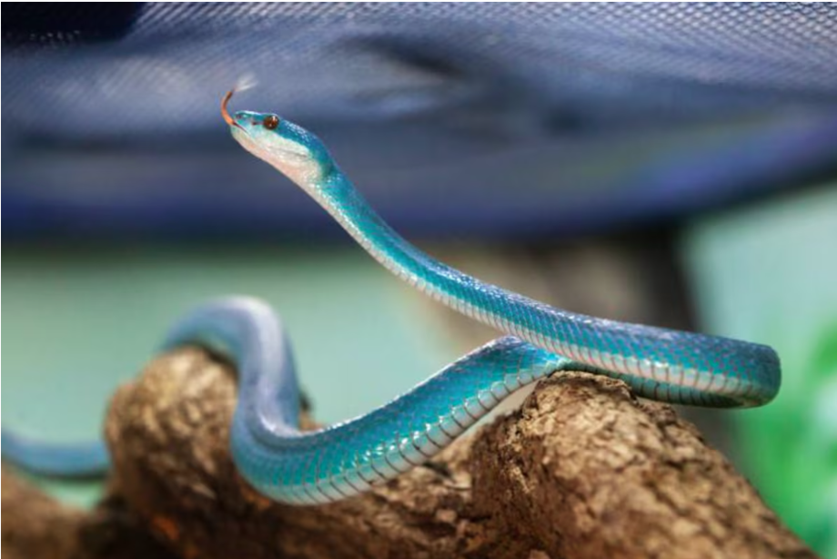 Dois exemplares de Trimeresurus insularis foram resgatados na Bahia