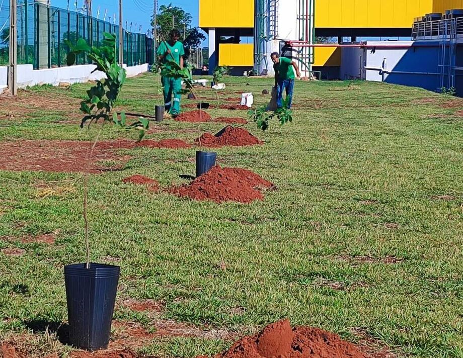 Arvores sendo plantadas no Fort Atacadista