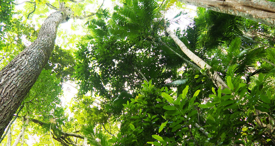 Mata Atlântica