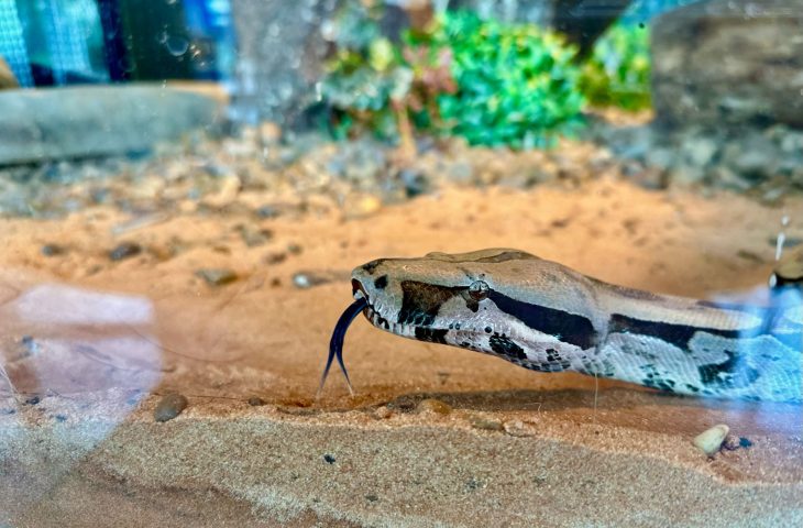 A serpente, que não pode ser reinserida na natureza, é considerada embaixadora da conscientização ambiental de temas relevantes