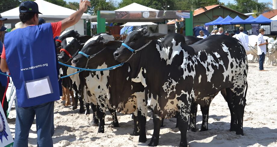 Julgamento do nelore pintado na Expogrande; avaliação fez parte da nacional da raça