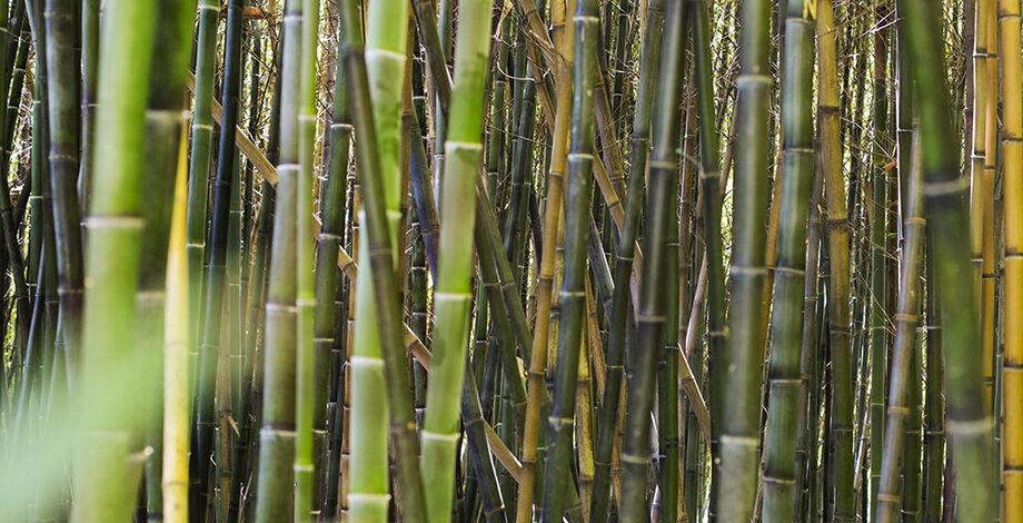 Plantação de cana de açúcar