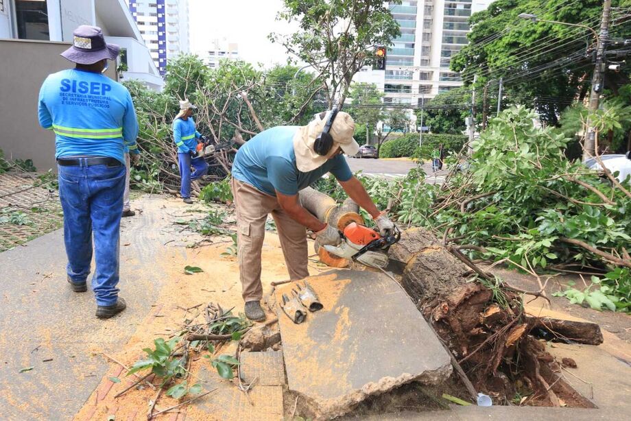 Prefeitura mantém equipes trabalhando na remoção de árvores