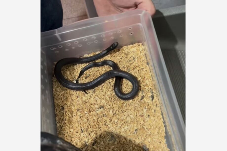 47 serpentes foram apreendidas e encaminhadas a um Centro de Reabilitação para animais silvestres