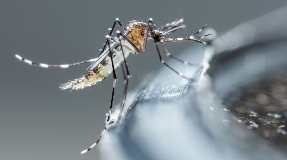 Eliminação de criadouros de mosquitos segue sendo uma das melhores maneiras de evitar a doença