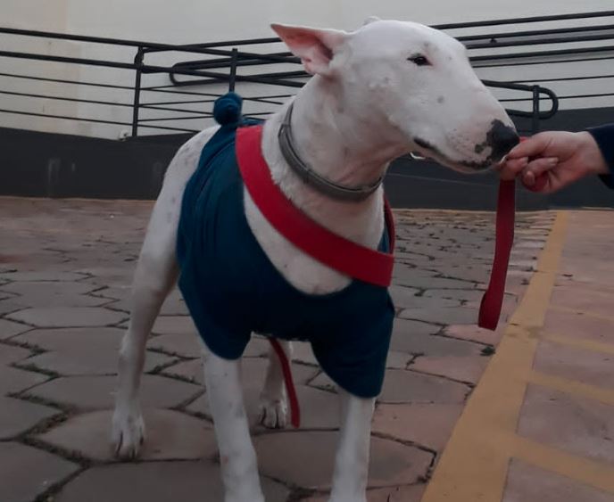 Tratamento adequado de leishmaniose garante saúde e qualidade de vida ao pet