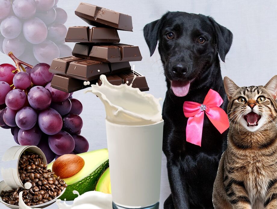 Todo cuidado é pouco na hora de compartilhar um alimento com seu pet ou até mesmo oferecer frutas como petisco.
