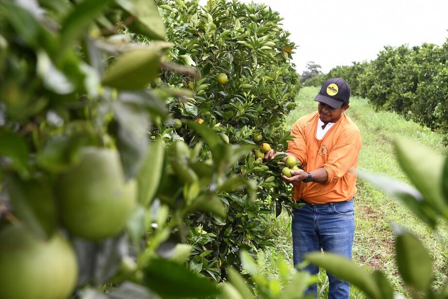 Funcionário da Fazenda Pouso Alegre fazendo a colheita da laranja