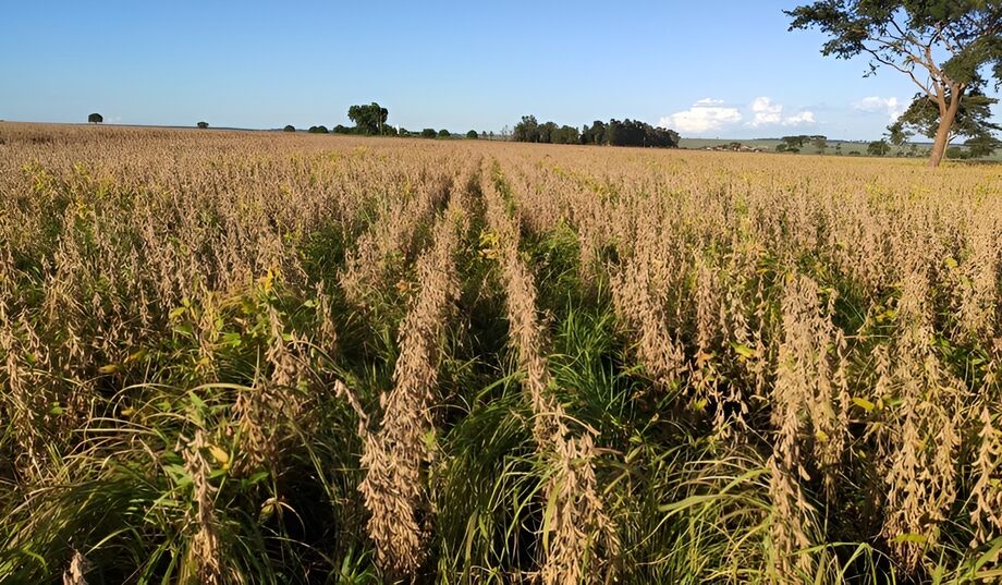 Antecipasto favorece a diversificação de pastagens e a intensificação da produção em Sistemas Integração-Lavoura-Pecuária (ILP)