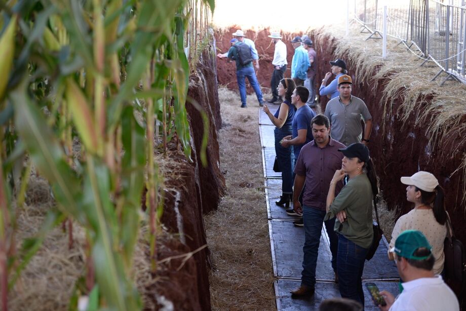 As trincheiras possibilitam aos pesquisadores mostrar, abaixo da superfície do solo, o impacto das ações empregadas durante o cultivo