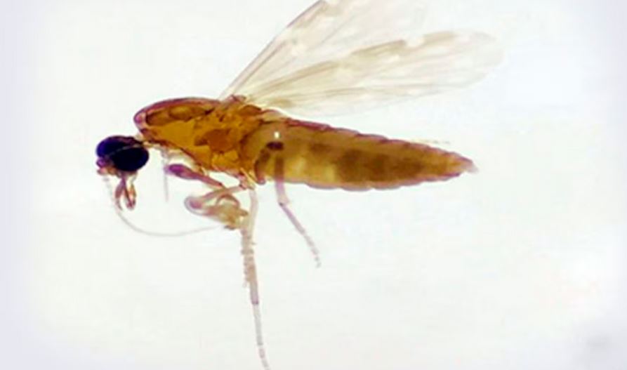 Mosquito maruim, transmissor da febre do oropouche Foto: Fiocruz Rondônia