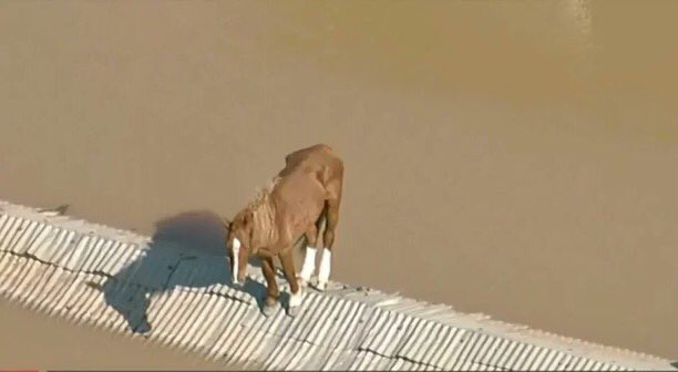 Lula cita cavalo ilhado em telhado no RS e diz esperar que ninguém monte no animal