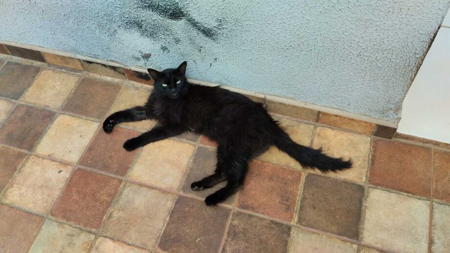 A Prefeitura de Campo Grande, por meio da Subea, disponibiliza consultas veterinárias gratuitas às segundas, terças, quintas e sextas-feiras