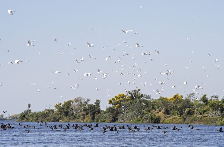 Governo de MS e Consulado Geral dos EUA se unem para proteção do Pantanal