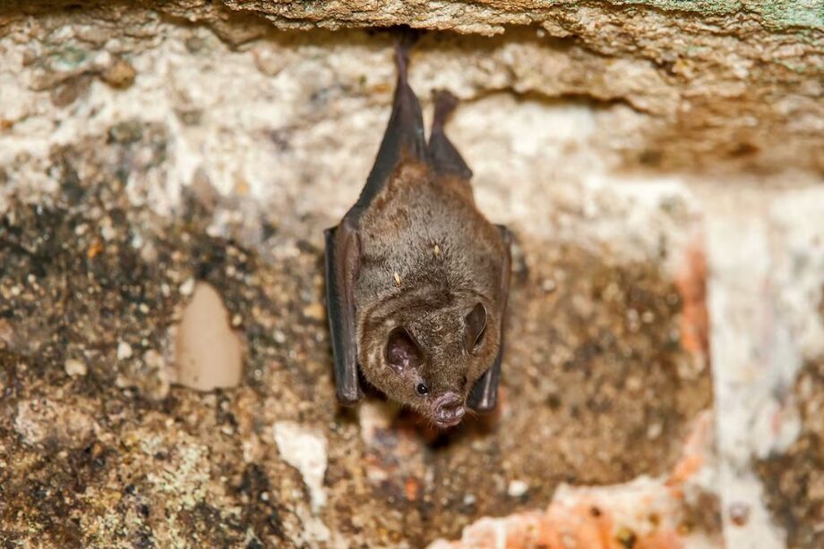 Morcego de cauda curta de Sebá fotografado em Linhares, no Espírito Santo