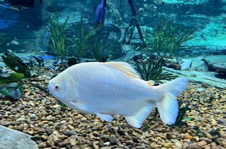 O Bioparque Pantanal apresenta aos visitantes seus novos moradores, peixes que foram doados pelo Aquário de Bonito depois do fechamento