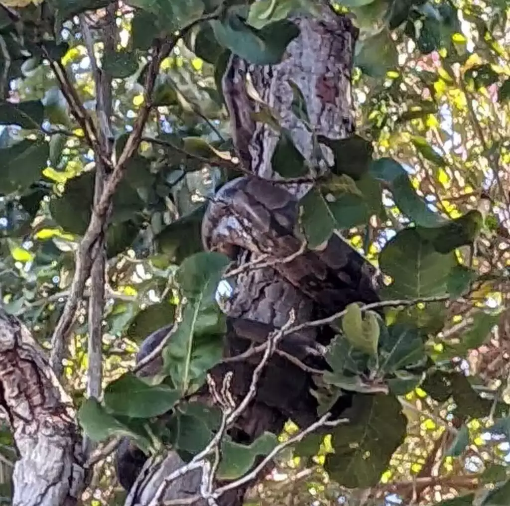 Jiboia enrolada em árvore de terreno baldio.