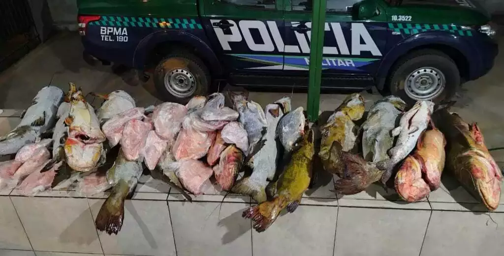 Entre os peixes apreendidos estavam pacus, jaus e pintados, todos capturados ilegalmente com redes de malha, o que é proibido por lei.