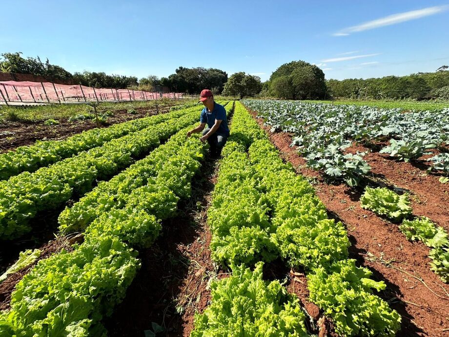 Se em abril de 2022 havia 126 hortas urbanas, hoje são 263 divididas entre hortas com fins comerciais e fins sociais.