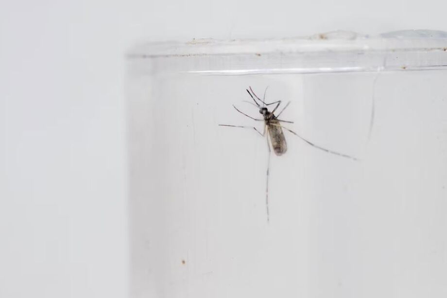 Considerado um especialista em picar humanos, o Aedes aegypti evoluiu para isso porque os humanos estão sempre próximos de água doce, onde eles põem os ovos