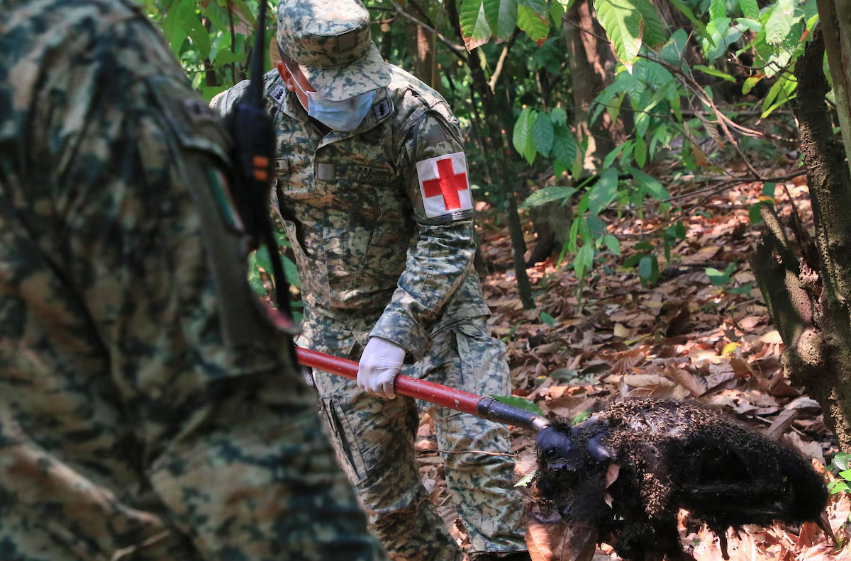 Soldado retira corpo de macaco morto pelas altas temperaturas em Tecolutilla