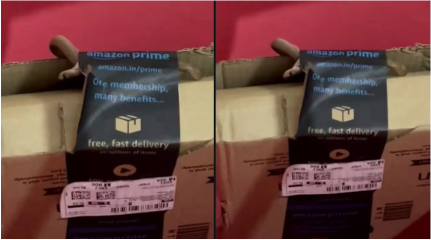 Vídeo postado por cliente na Índia no X mostra cobra viva dentro de um pacote da Amazon; ela afirma que recebeu o pacote com a cobra dentro, junto ao controle de Xbox que ela comprou.