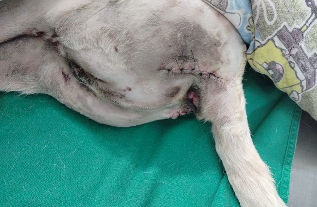 No último mês, a Subea atendeu quatro cães que deram entrada na subsecretaria e foram diagnosticados com hérnia perineal