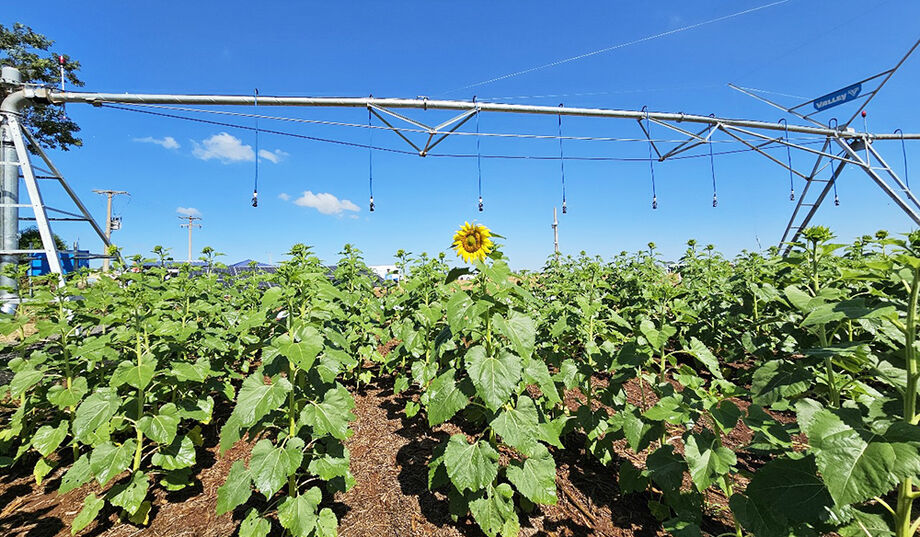Sistema de irrigação da MS Energy