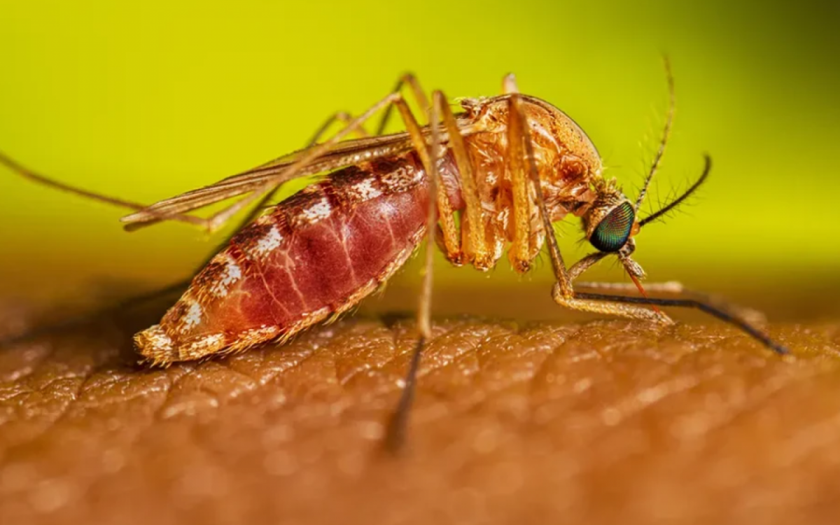 A Febre Oropouche é transmitida por um mosquito, o Culicoides paraensis.