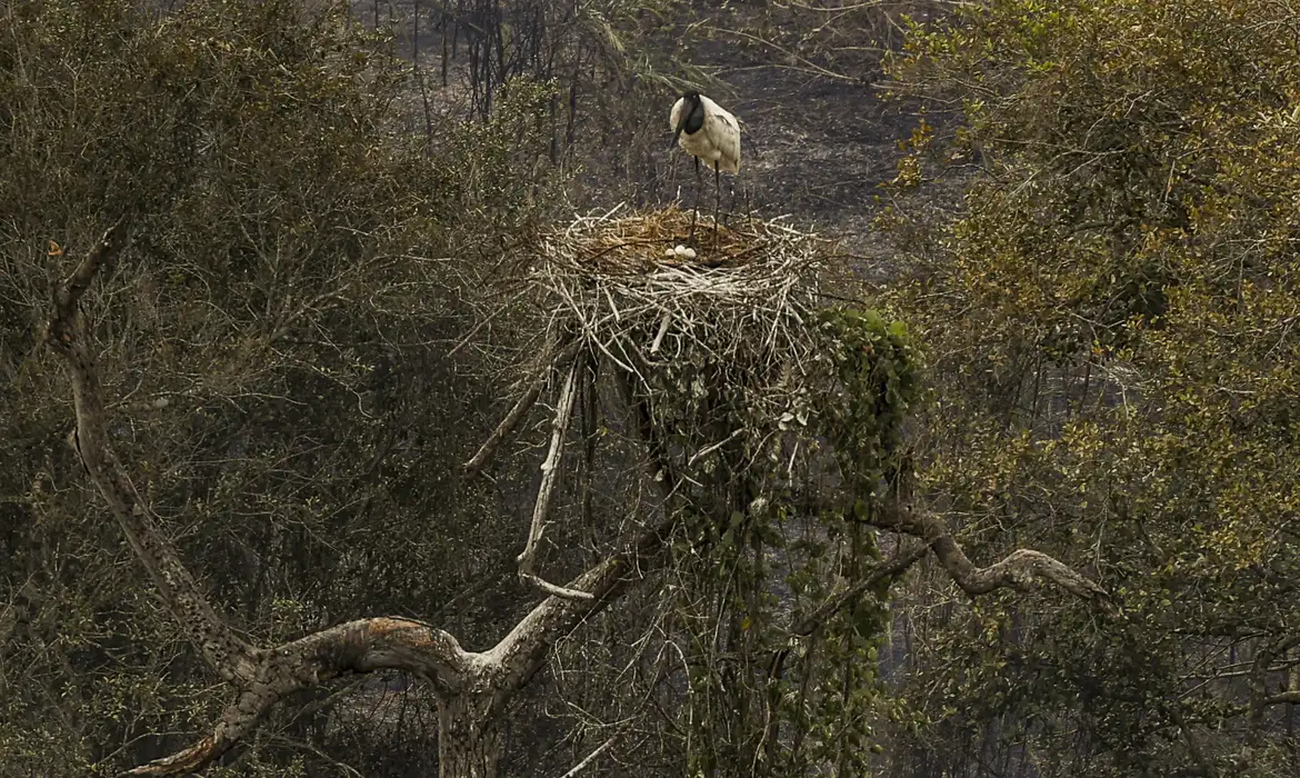 Incêndios no Pantanal não da trégua