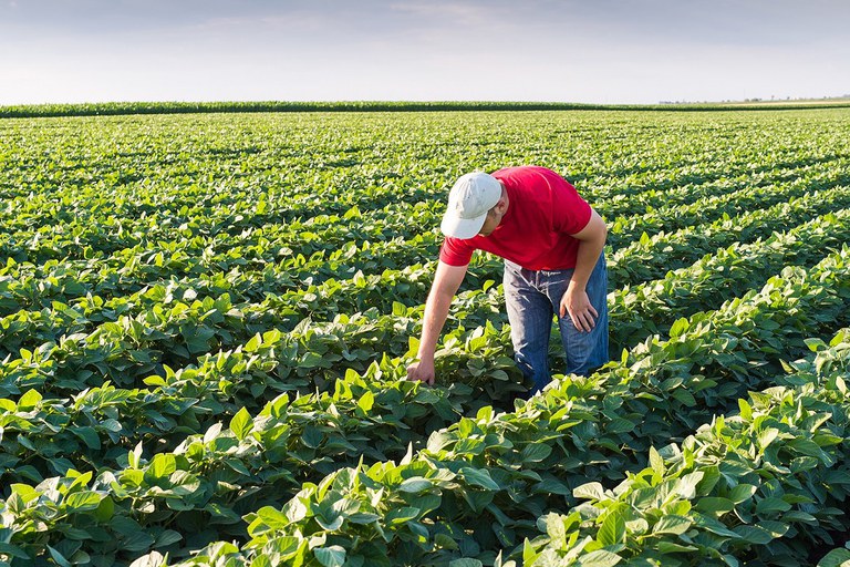 O Plano Safra 2024/2025 será lançado em Mato Grosso do Sul com foco em crédito e práticas sustentáveis para apoiar a agricultura familiar.