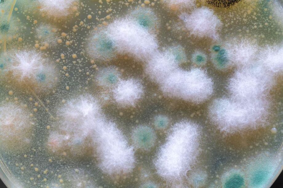 Fungos estão mais resistentes ao calor e isso pode resultar em um aumento de doenças infecciosas