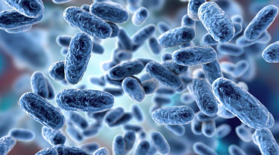 Ilustração da bactéria Bordetella Pertussis, causadora da coqueluche