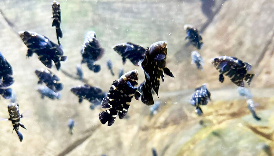 Filhotes de Acará-açu, conhecidos cientificamente como Astronotus crassipinnis