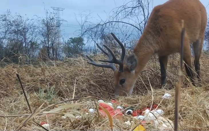 Voluntários do Gretap fazem ações específicas para o afugentamento dos animais de locais de risco e também o aporte nutricional