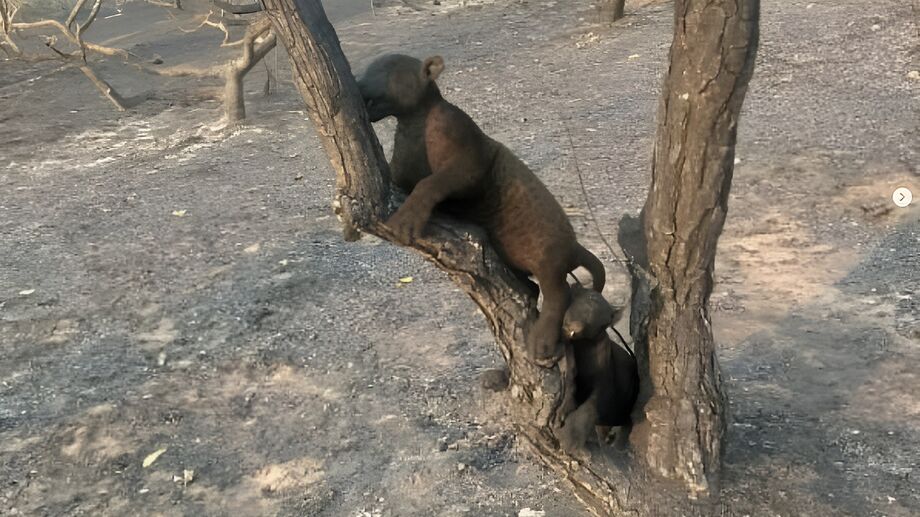 Dois filhotes de onça-pintada foram encontrados carbonizados no Pantanal de Mato Grosso do Sul.