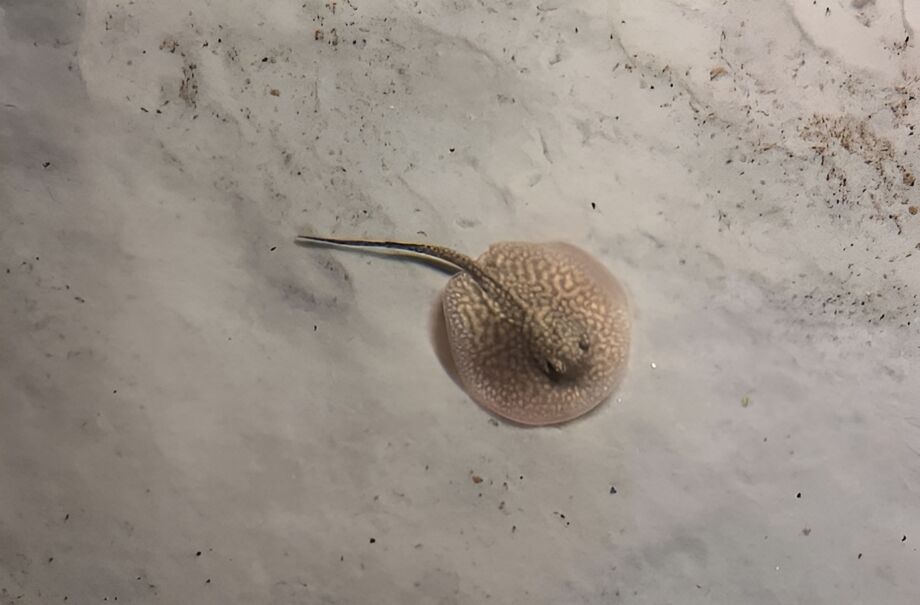 Parentes dos tubarões, arraias de água doce ganham berçário e são nova atração no Bioparque