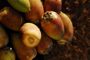 Campo Grande colhe frutos de acuri para alimentar araras azuis no Pantanal
