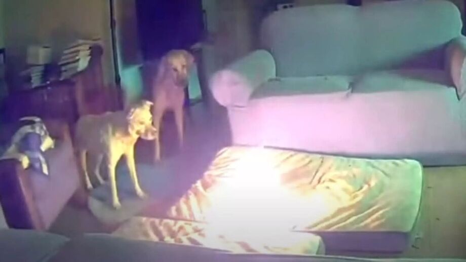 Nos EUA, cachorro provoca incêndio em casa após mastigar bateria de celular