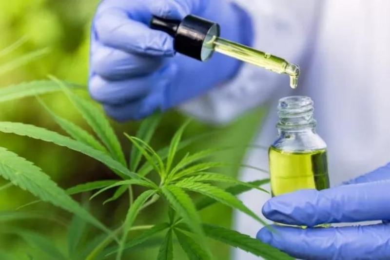 A decisão judicial que obriga a Prefeitura de Terenos e o Governo de Mato Grosso do Sul a fornecerem cannabis medicinal à jovem com doença neurodegenerativa é um marco importante na luta pelo acesso a tratamentos de saúde no Brasil.
