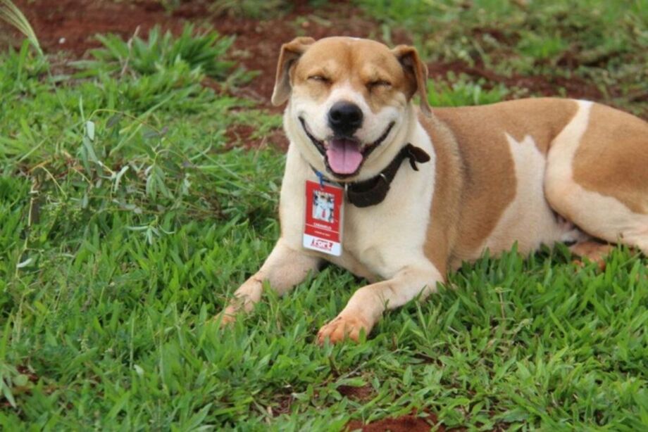 Projeto Cãolaborador: O grupo acolhe cães abandonados em suas lojas, integrando-os como colaboradores com funções simbólicas, como auxiliares de vigia.