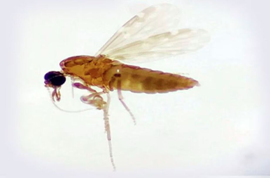 Mosquito maruim, transmissor da febre oropouche