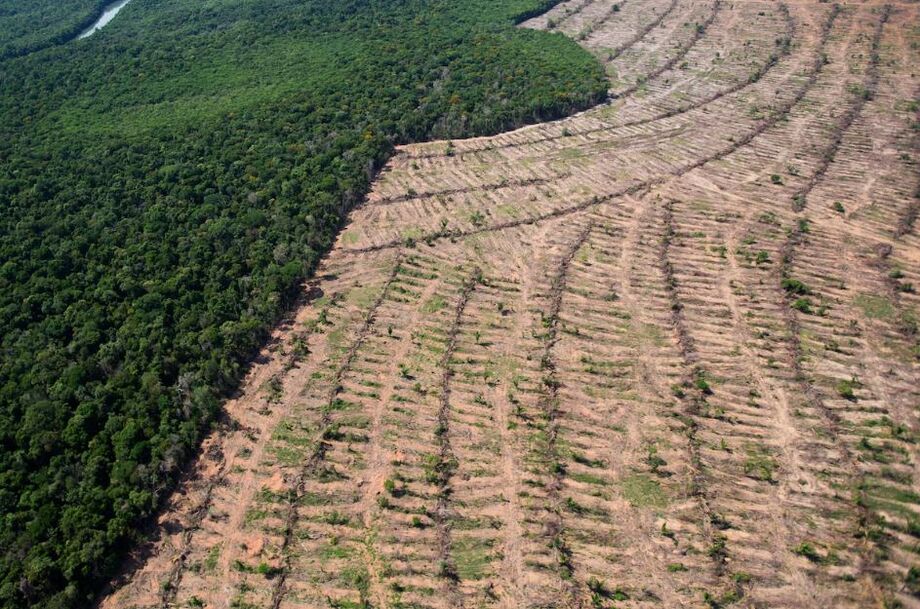 Foram desmatados 4.315 km² na Amazônia, de agosto de 2023 a julho de 2024