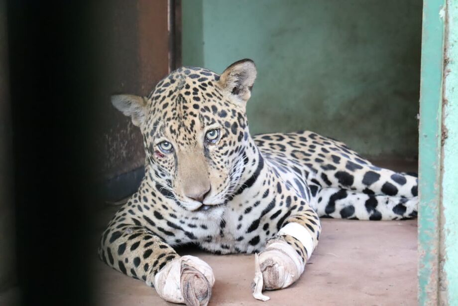 Os animais estão recebendo tratamento especializado no CRAS e a expectativa é de que sejam reintroduzidos na natureza em até 30 dias.