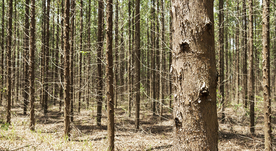 Arauco abre processo seletivo para operação florestal no MS